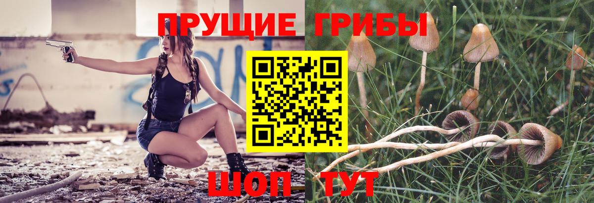 Звенигород  Псилоцибиновые грибы мицелий  Вход с VPN  цены наркотик  Галлюциногенные грибы Psilocybe 